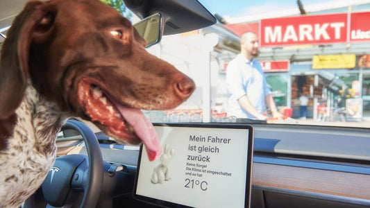 Modo Perro en el Tesla Model Y: ¿Es seguro dejar a tu mascota en el coche?