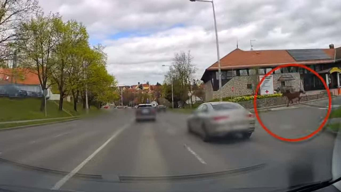 Caballo suelto causa alarma en la carretera 11 en Szentendre, Hungría