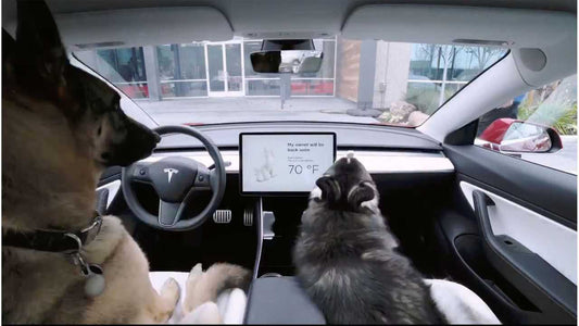 Modo perro de Tesla: cómo dejar a su perro en el auto sin preocupaciones